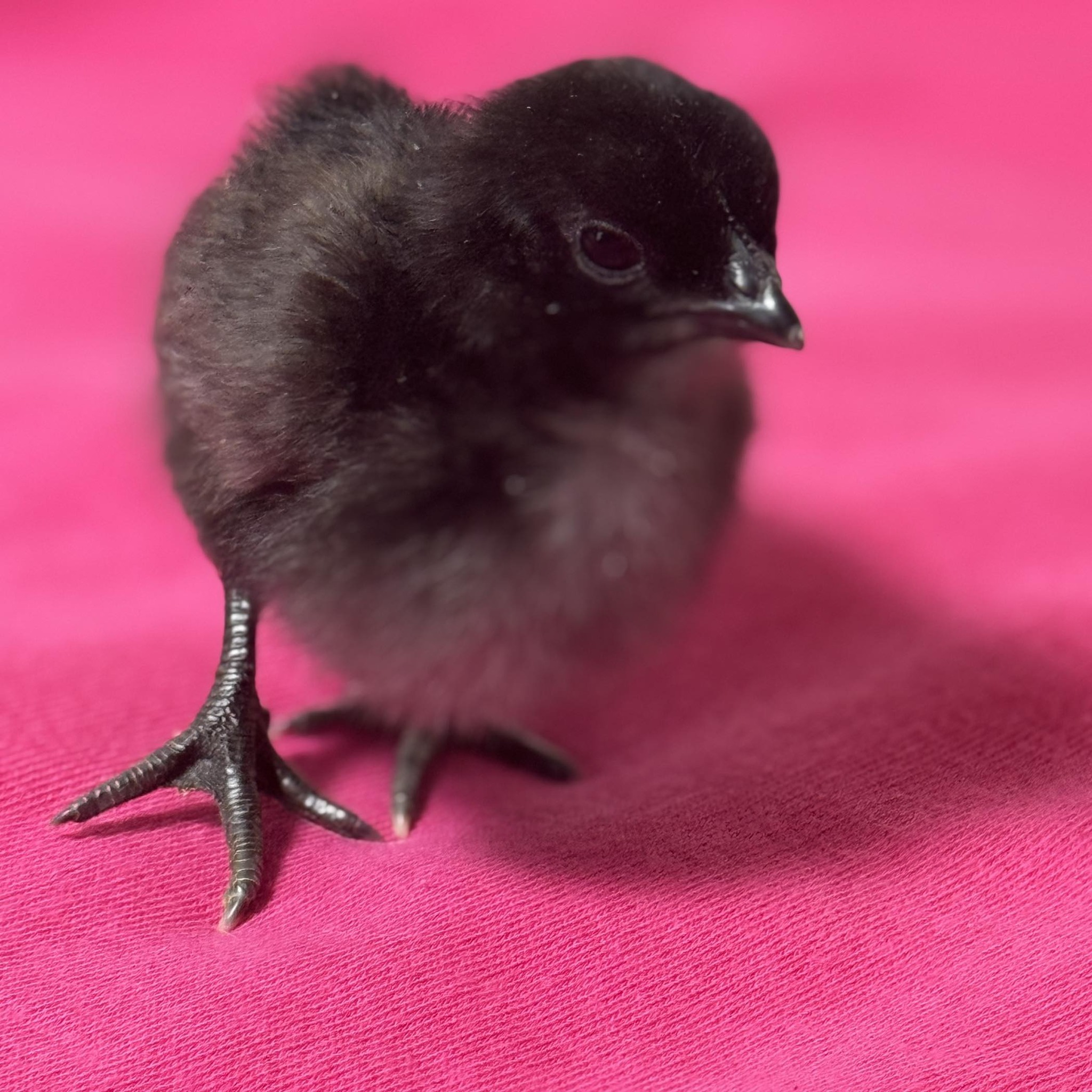 Zombie Chickens & Other Fibro Breeds | Alright, folks, do any of you ...