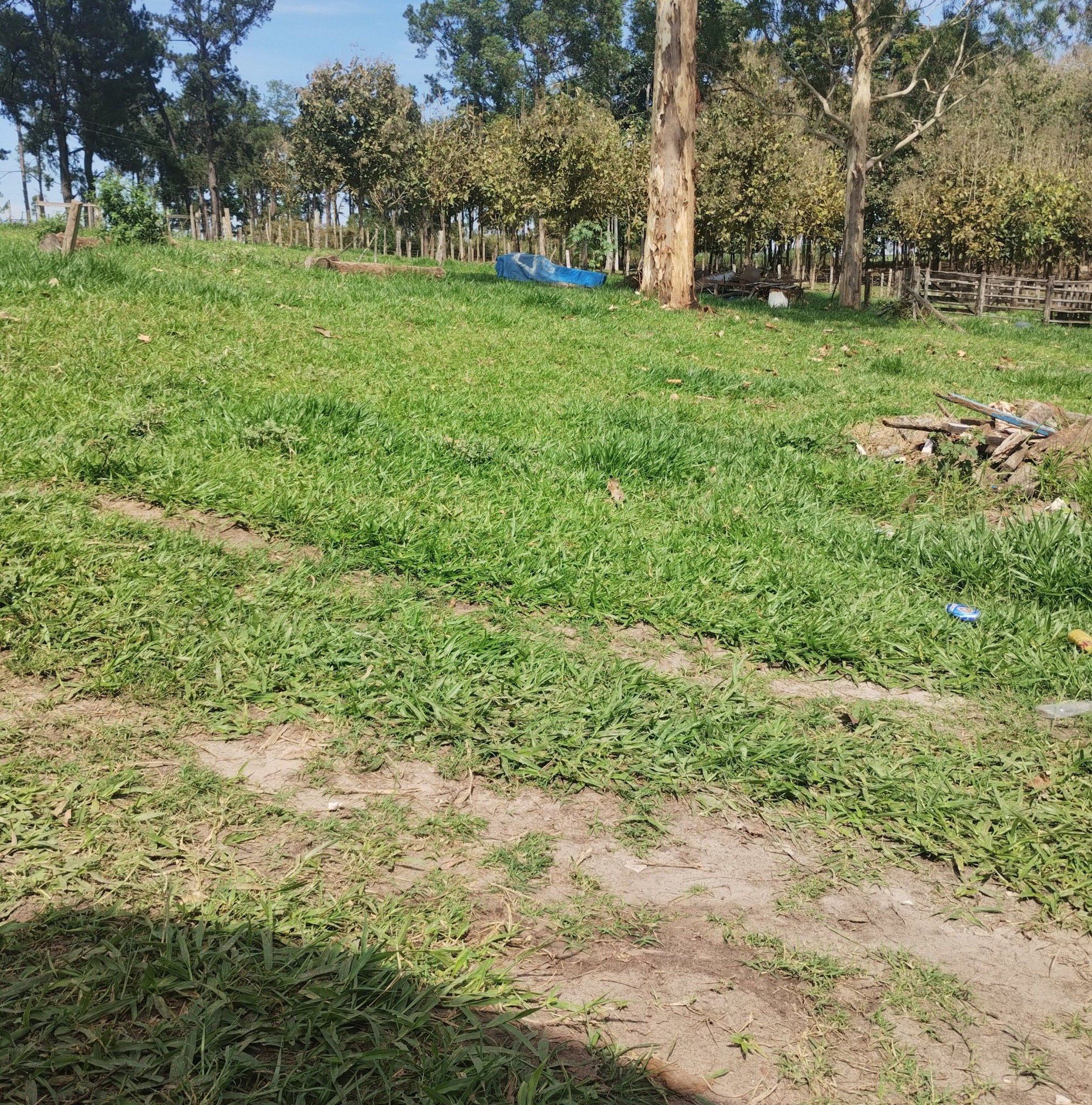 PEIXES ENCONTRADOS NO RIO PIRACICABA VEJA | Cristiano Silva