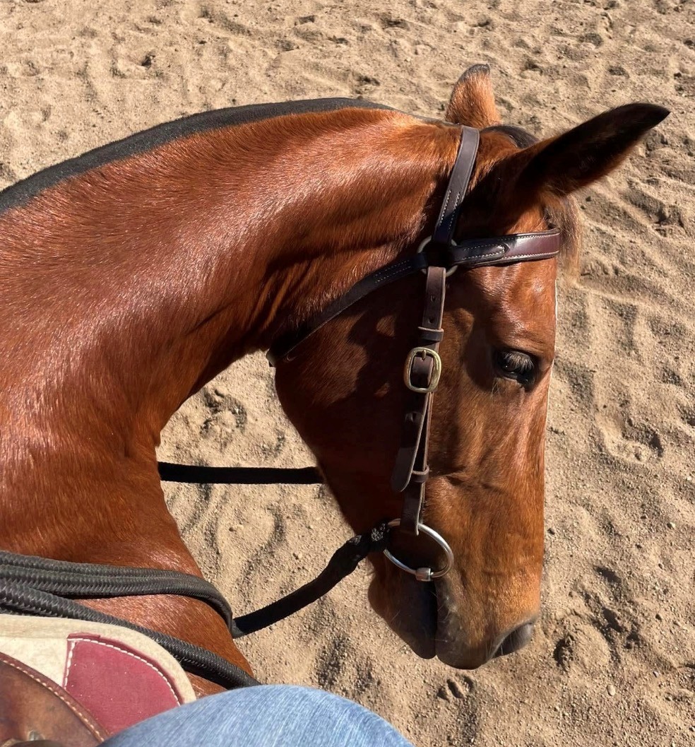 Muswellbrook Charity Rodeo & Campdraft | Muswellbrook NSW