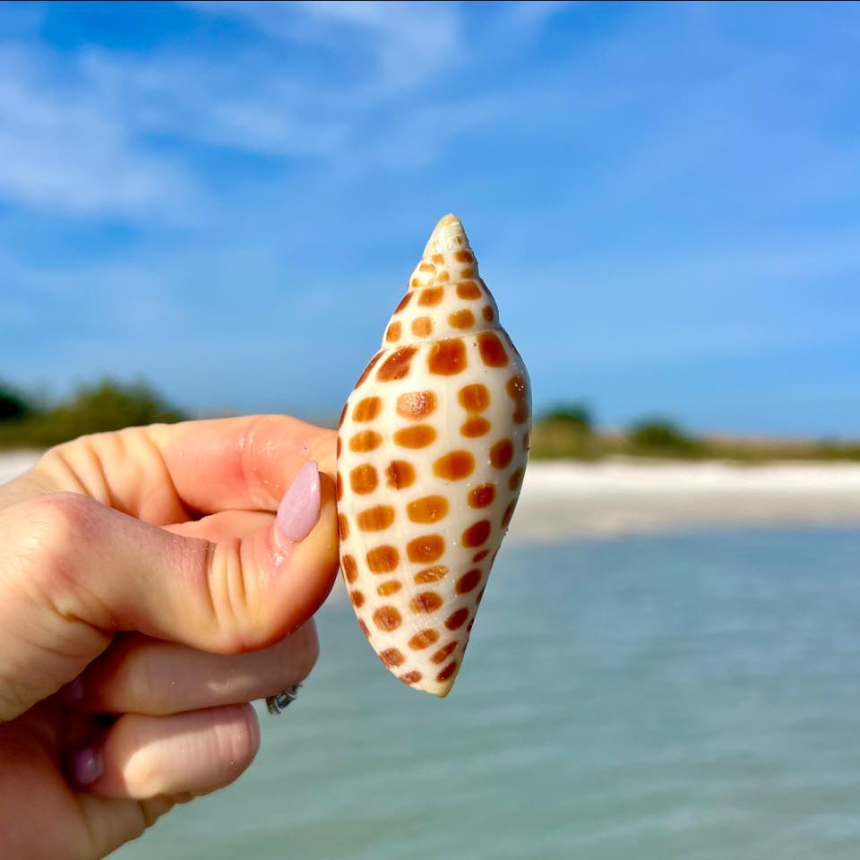 These are some of my favorite shells I’ve found along Florida’s Gulf ...
