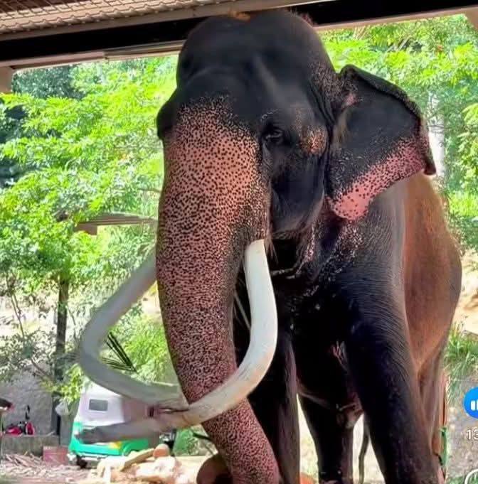 හිමින් යමු නගෝ | Kapila Kapila