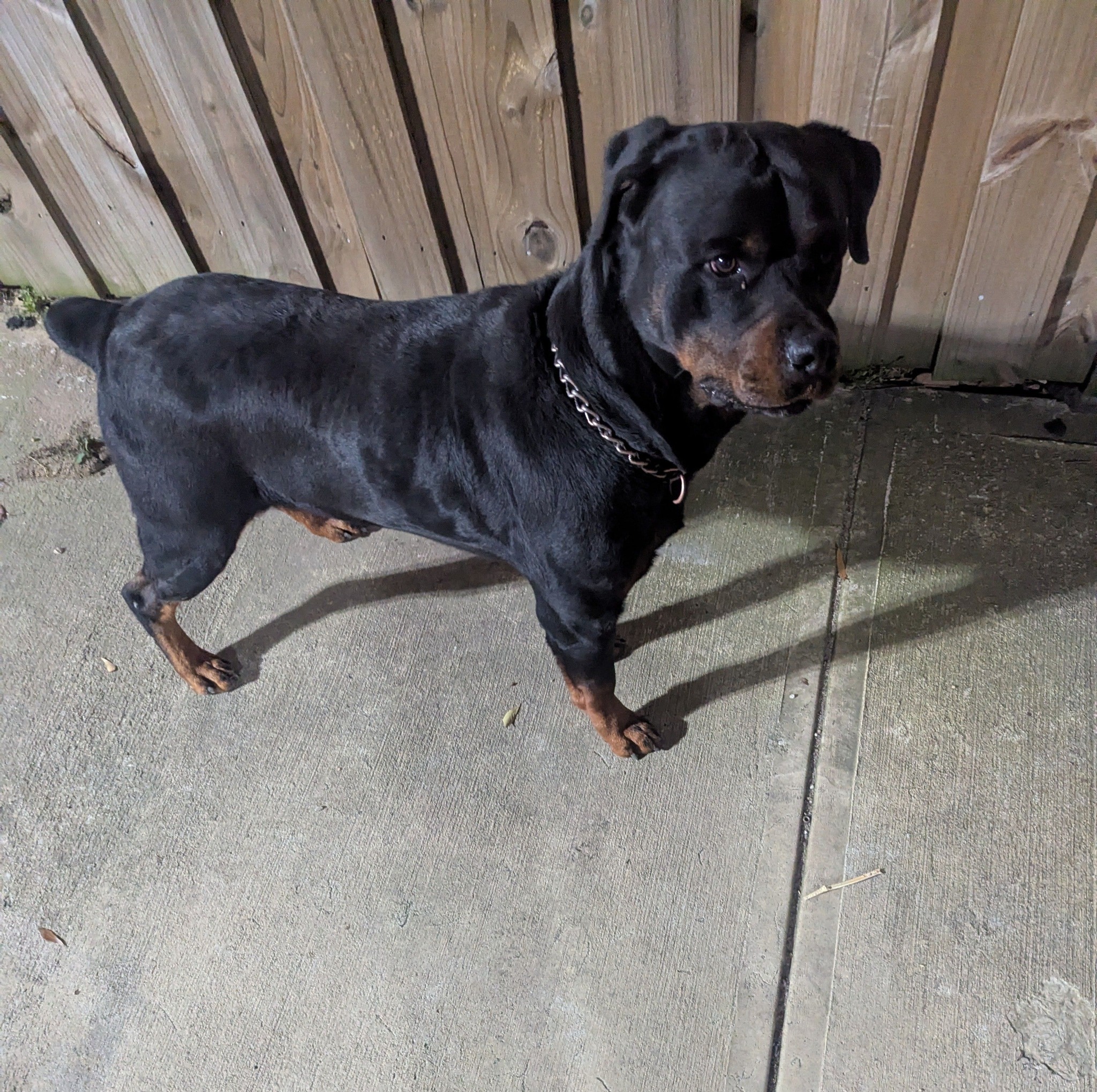 Rottweiler puppies of Georgia | Facebook