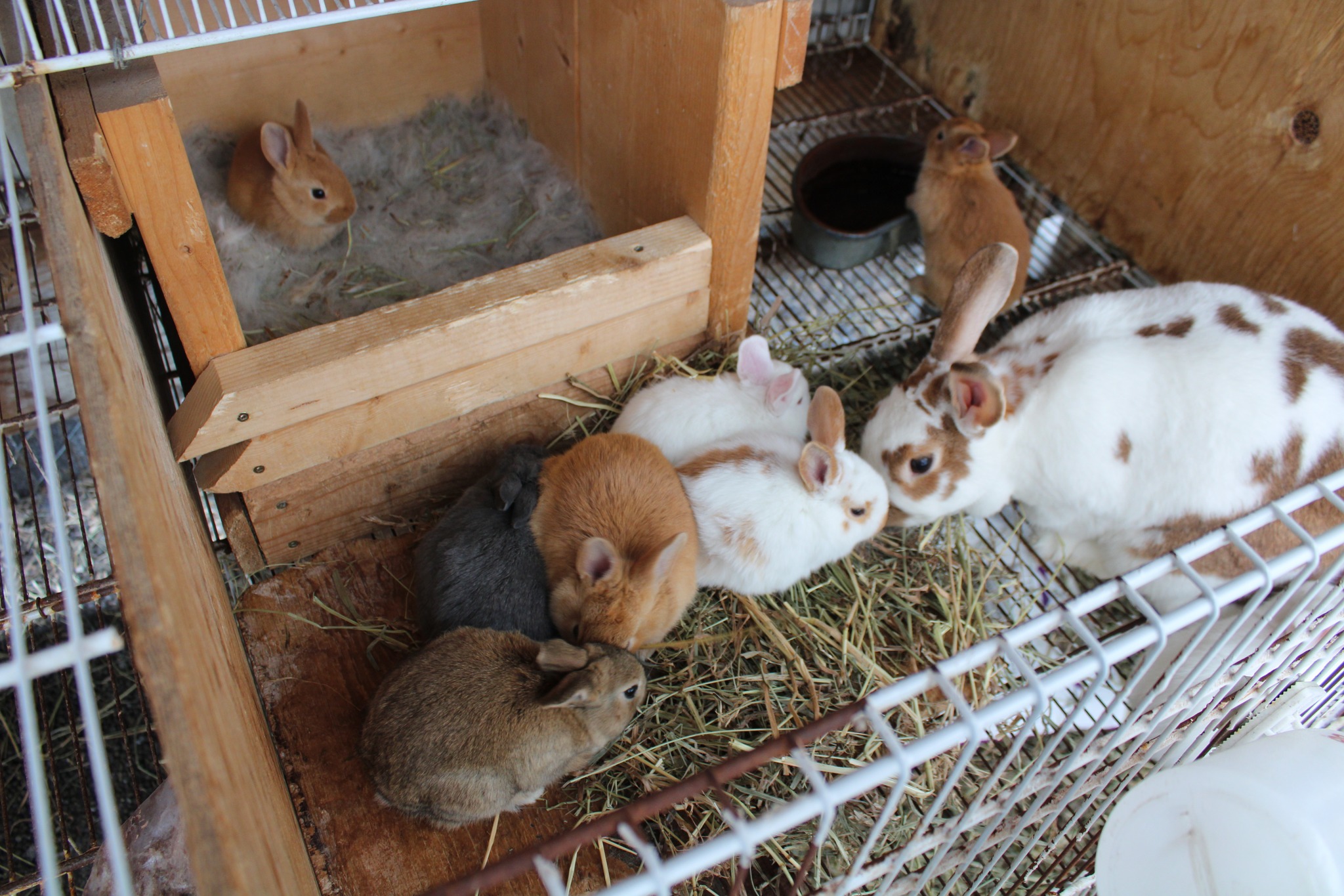 Manitoba and Saskatchewan Rabbits | Facebook
