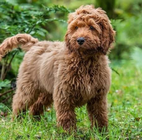 Cockapoo Lovers