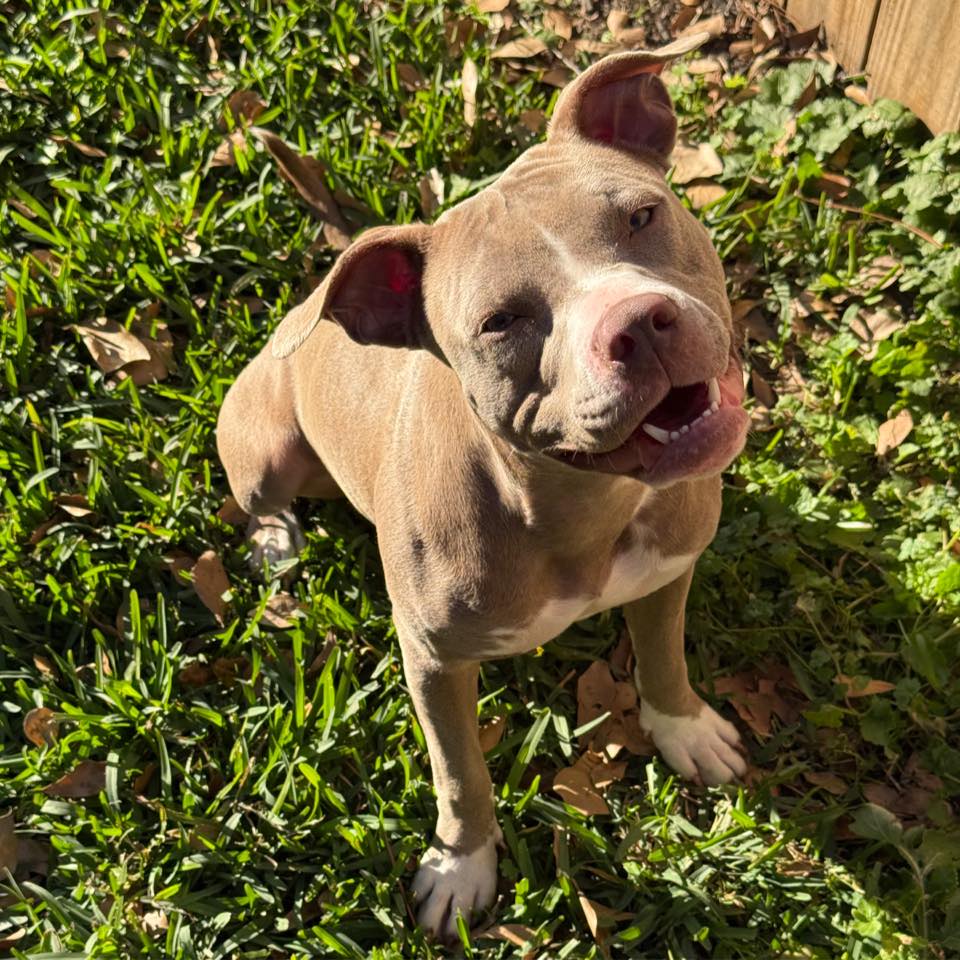 Nothing some scritches can’t fix #pitbulls #dogoftheday #rescuedog # ...