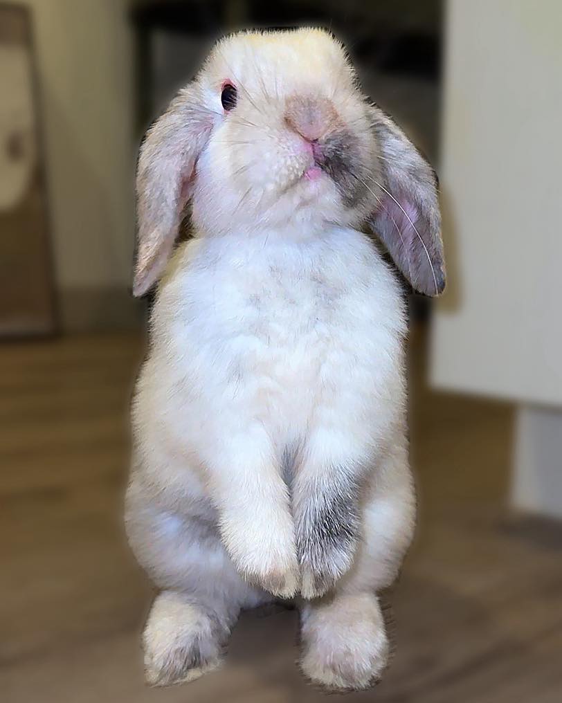 Baby Bunny Benji