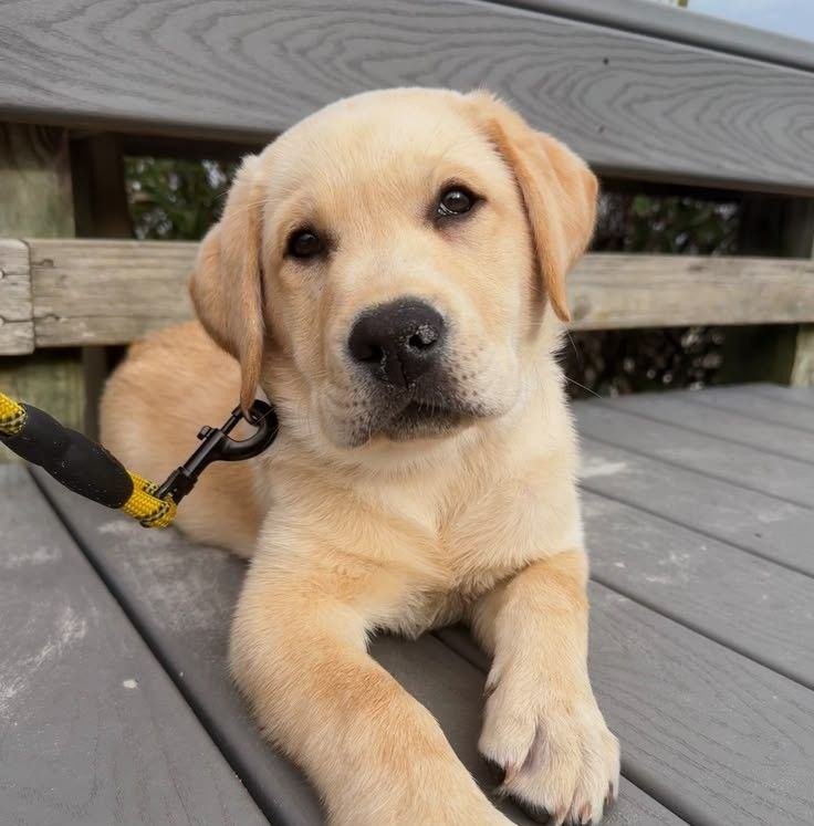 Labrador retriever community | Facebook