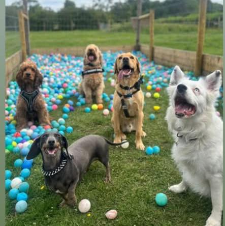 Crick Secure Dog Field - Northamptonshire on Reels