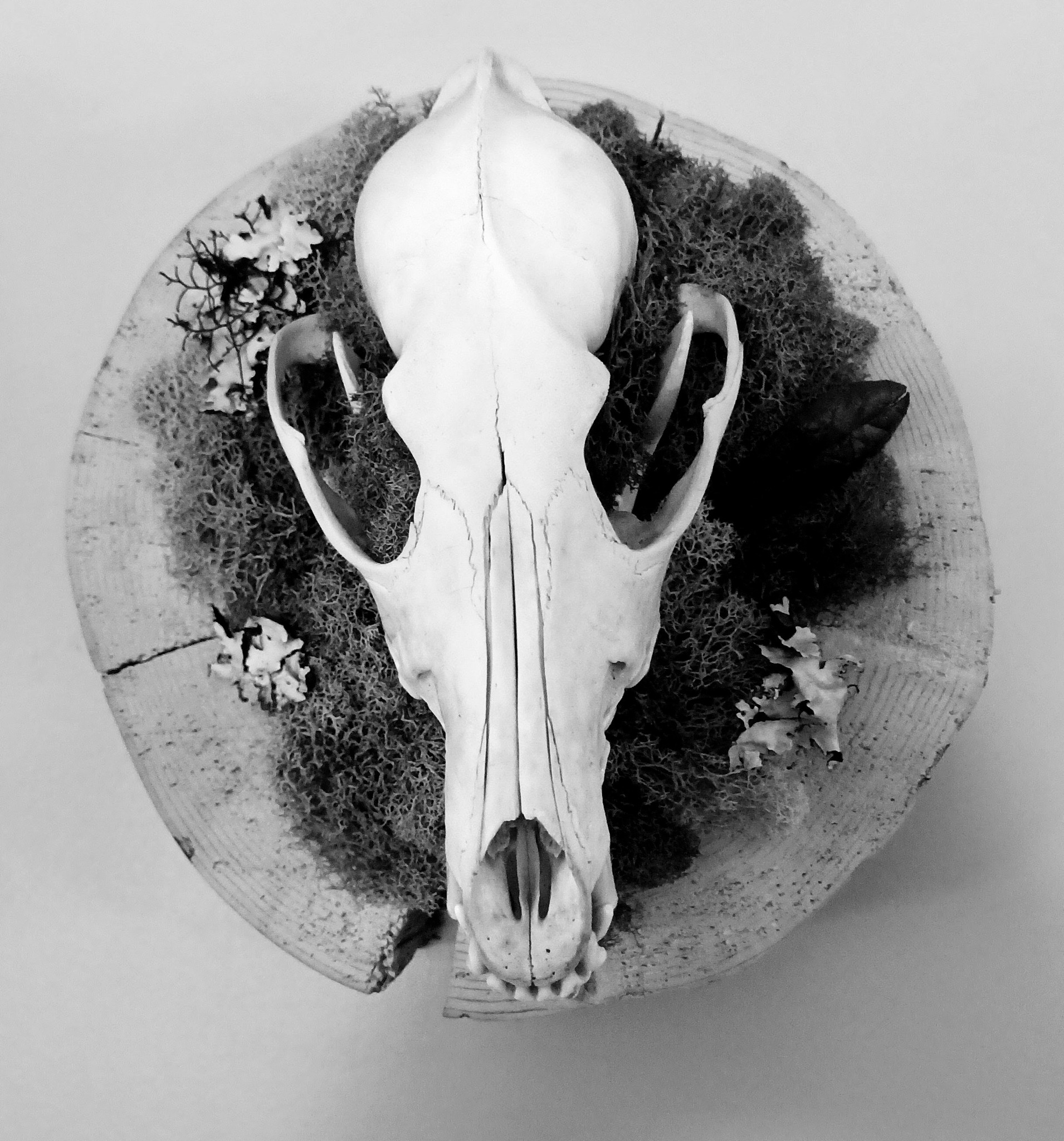 Oddities, Curiosity, antiques & Skulls for sale | Don’t know if this is ...