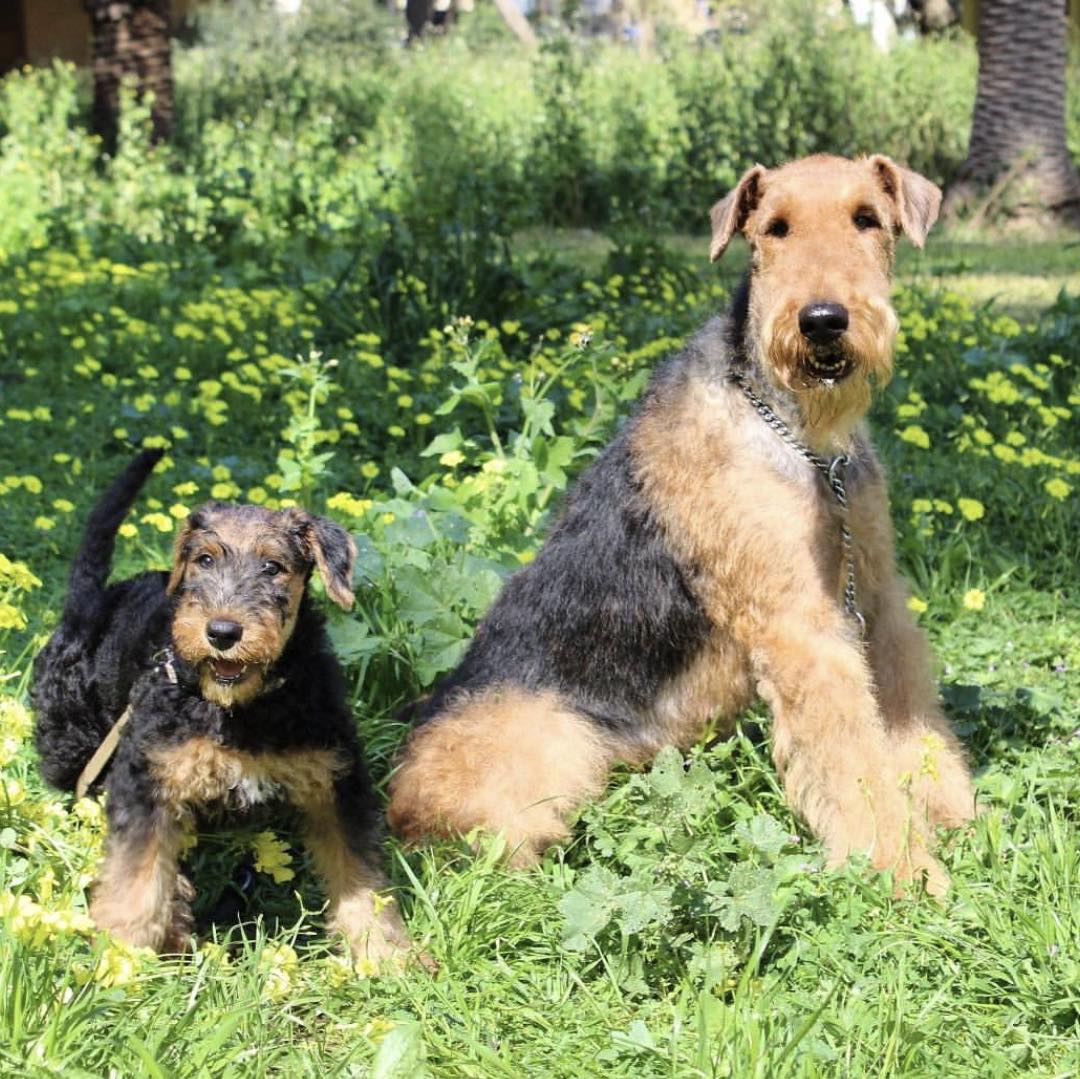 Airedale Terriers for ADOPTION & RESCUE | 🎀🐾 MEET ROSIE ROO — A LITTLE ...