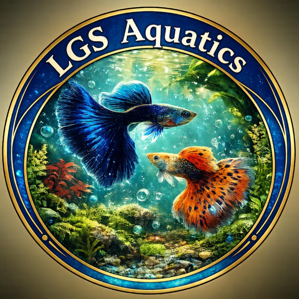 CAVITE GUPPY FISH KEEPERS | Baka my taga nasugbu Batangas Dito mag kano ...
