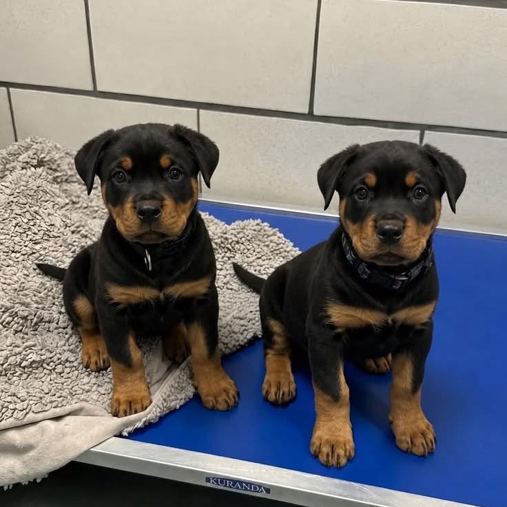Rottweiler Puppies Near Me | Facebook