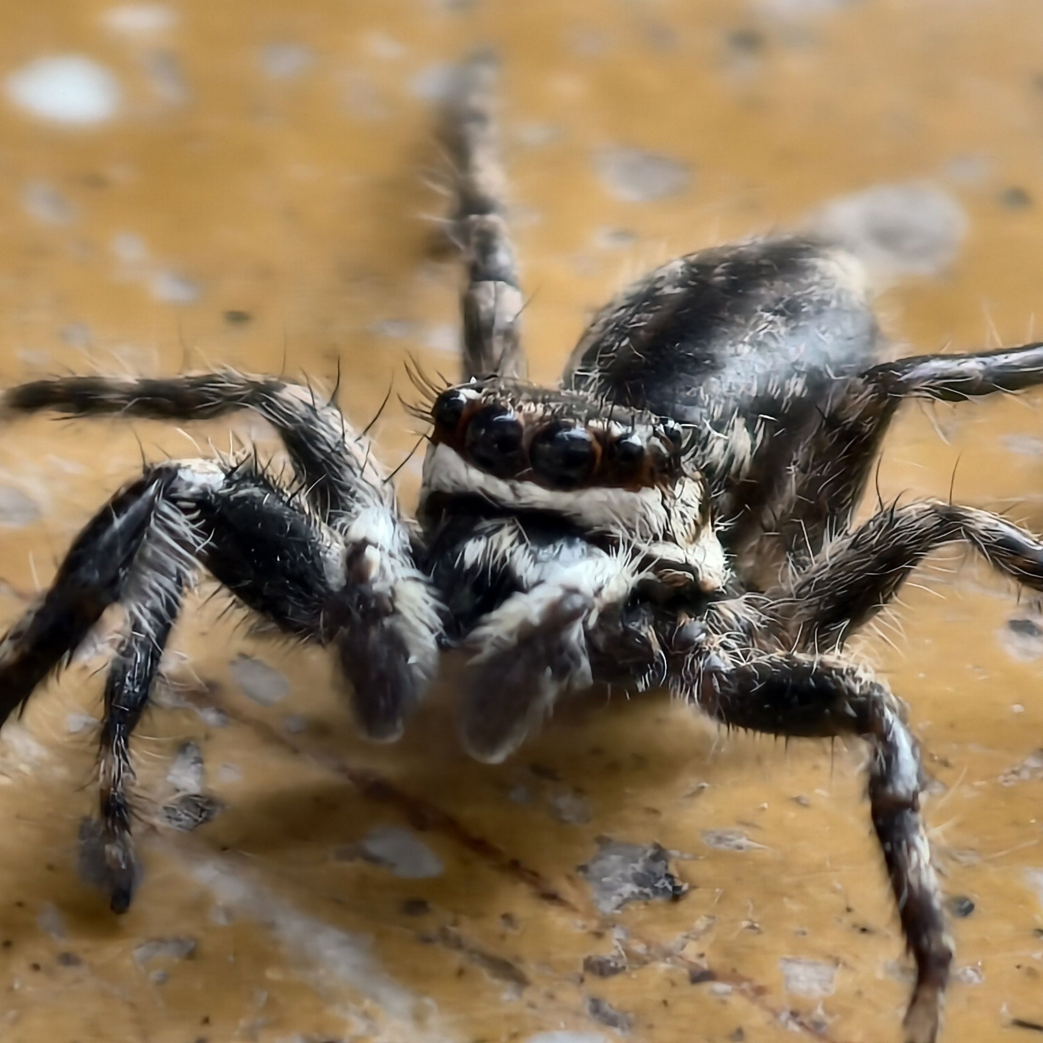 Más de 6,000 especies en el planeta y cada una es una obra de arte. 1 ...