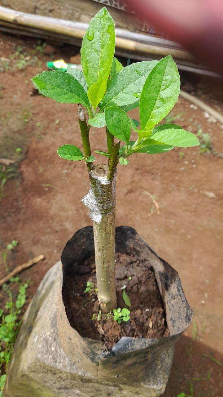 tips and trik Grafting simple tree citrus 🍋‍🟩 #grafting #cultivation # ...
