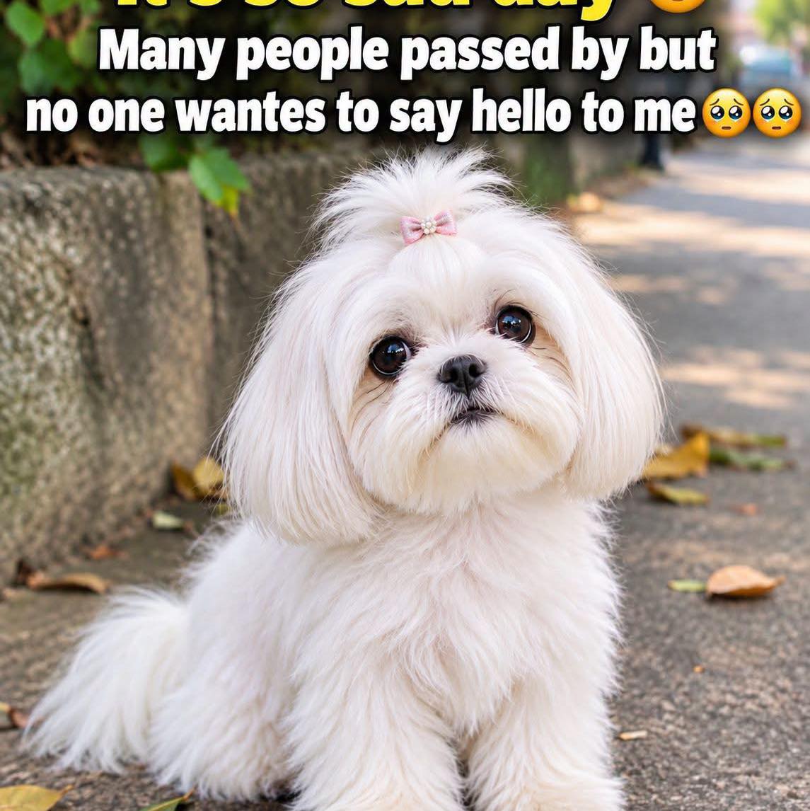 Free Maltese and Shih Tzu dogs for rescue and adoption | Facebook