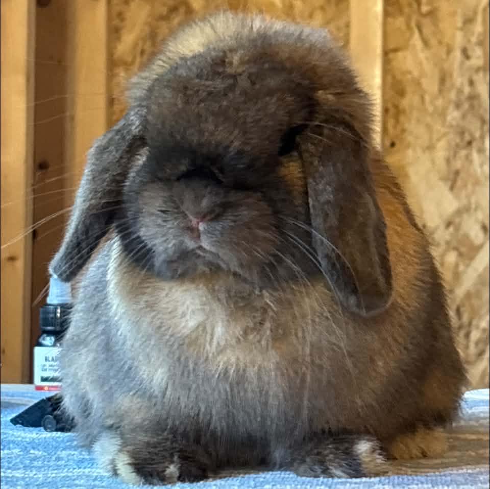 What color is this Holland Lop baby? | Facebook