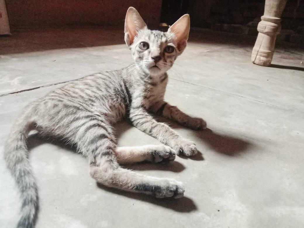 Who won this unexpected kitten battle? 🤔 . . #KittenAttack # ...