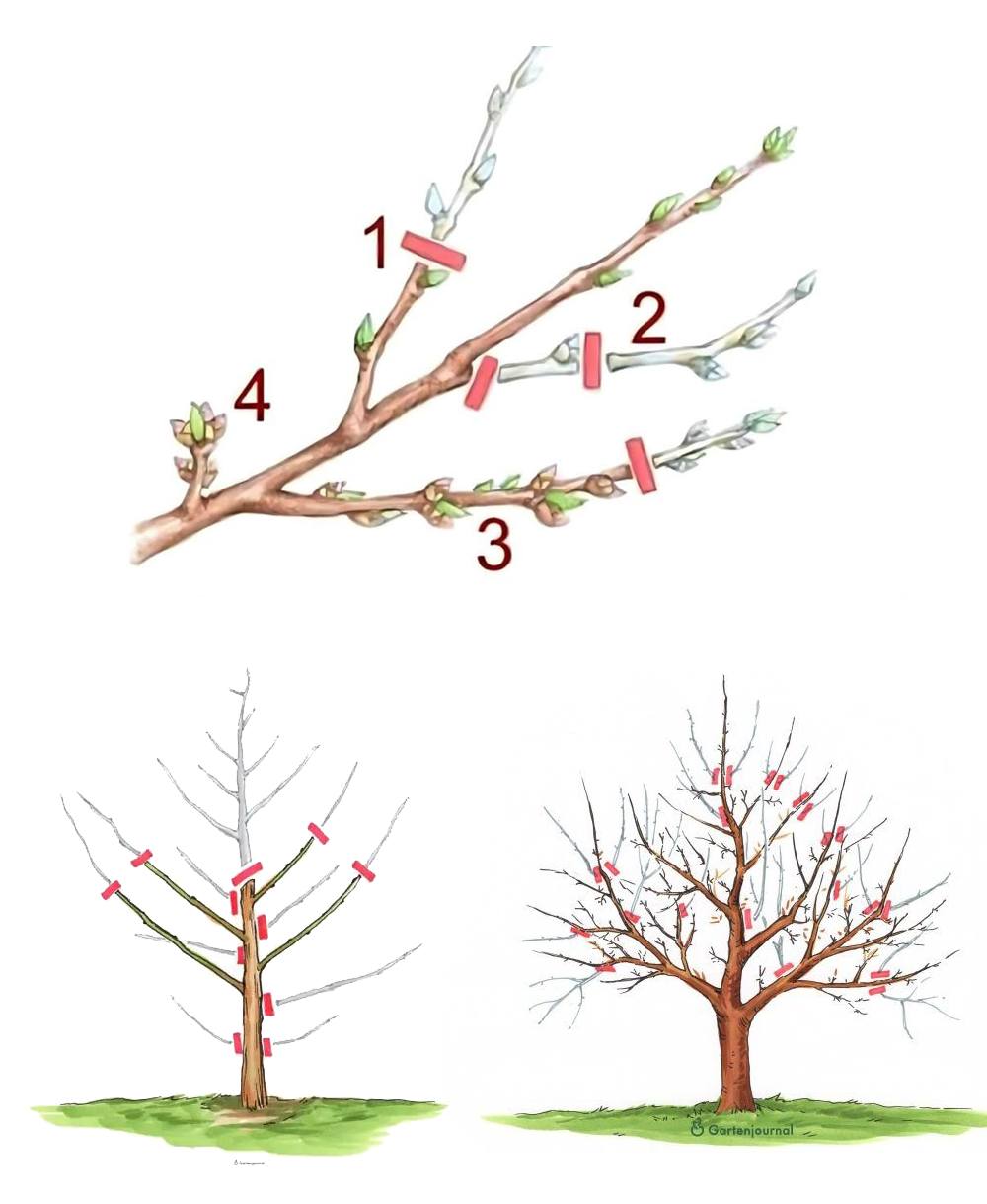 How and When to Prune Trees and... - Plants and gardening