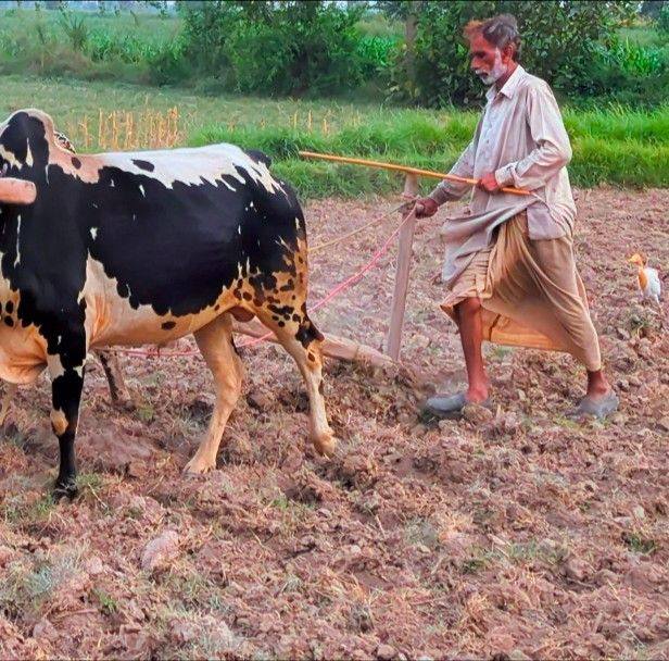 Pure Countryside Morning Routine 🐎🌊۔ Experience the authentic and ...