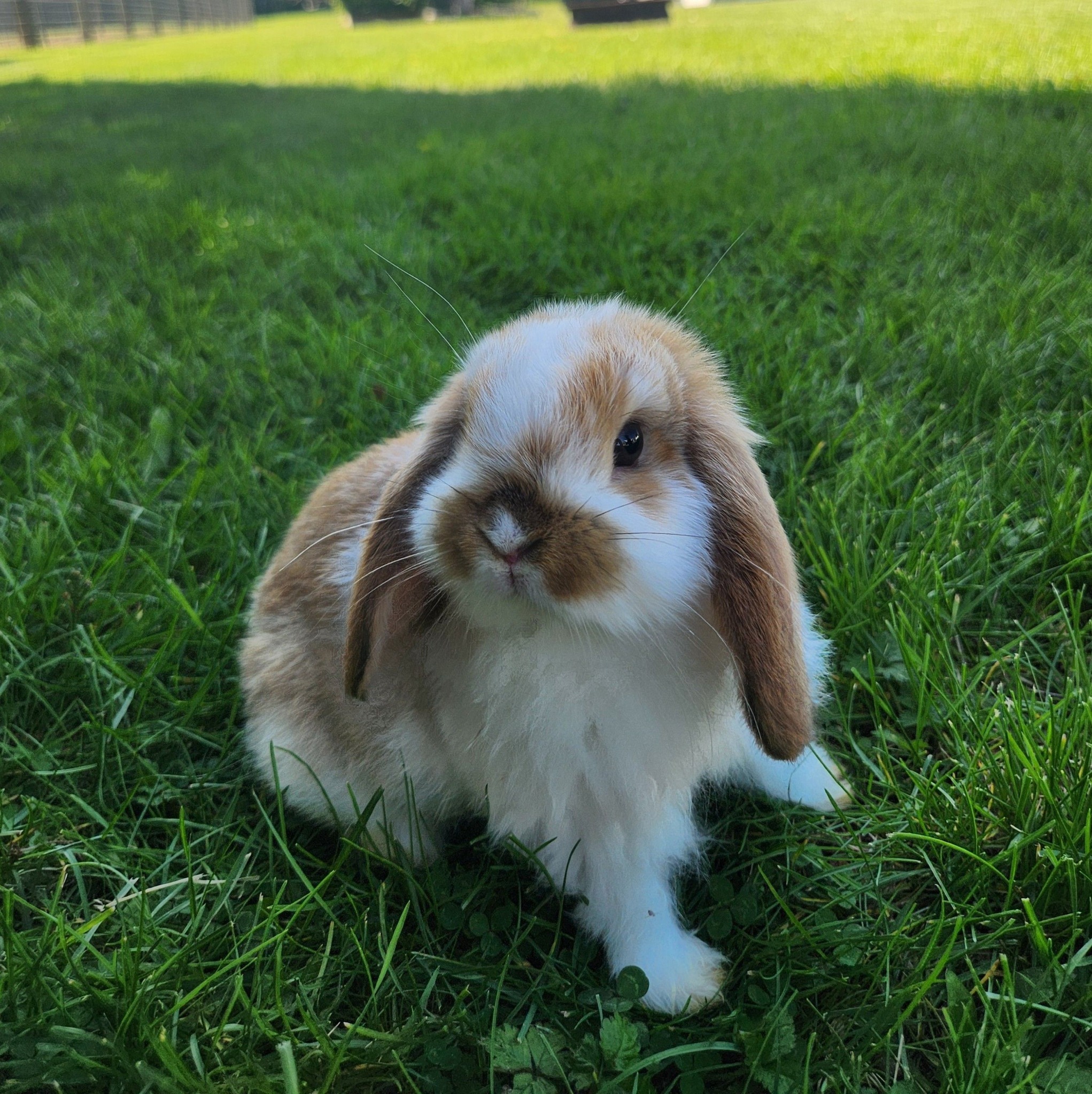 Bunnies Rabbits for adoption and rehoming in Philadelphia PA | Facebook