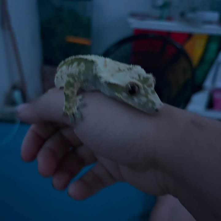 Free ball pythons and other reptiles for rehoming and adoption | Facebook