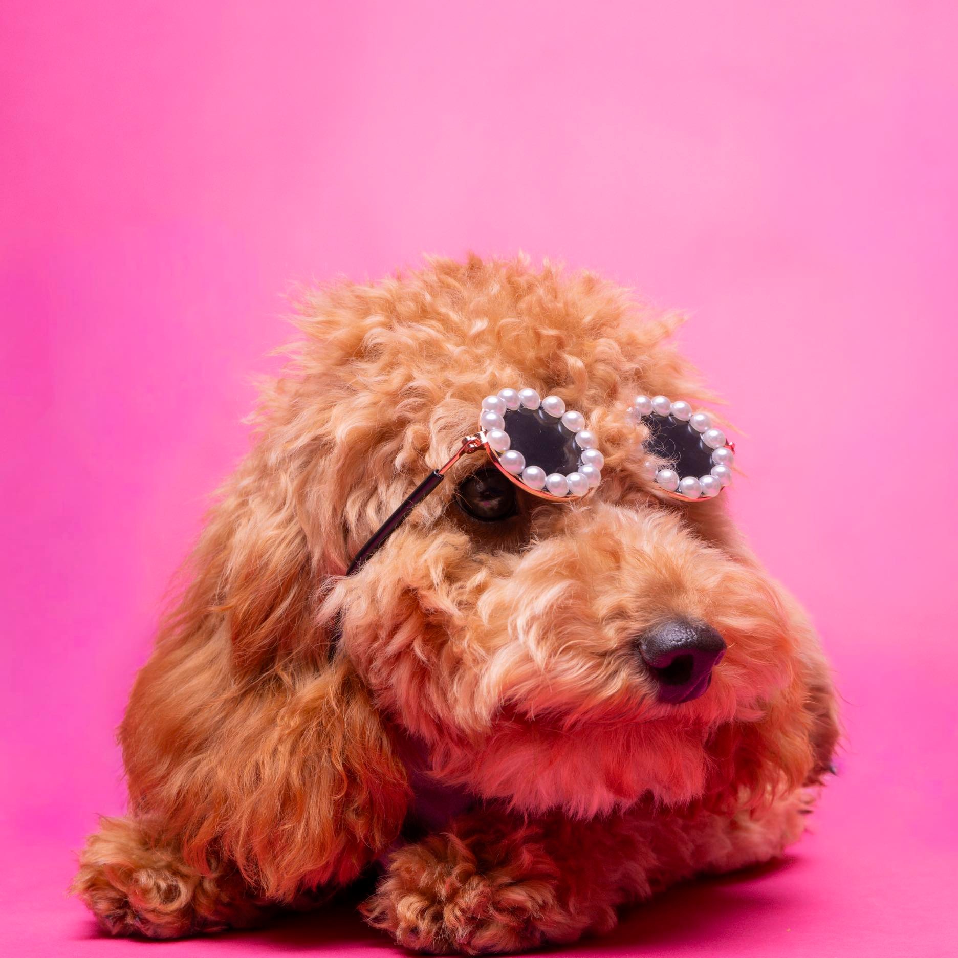 #cockapoopuppy #torontodogs #funnydogs #puppylife #cockapoo | Sweetaskulfi