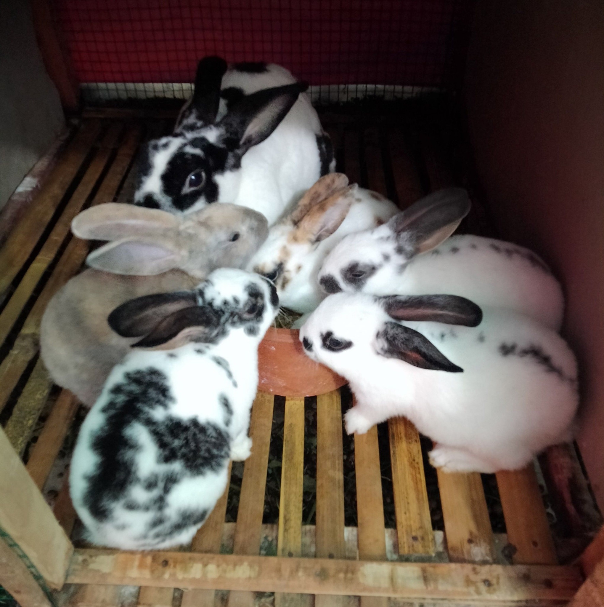 A truly beautiful sight: a group of baby rabbits nursing from their ...