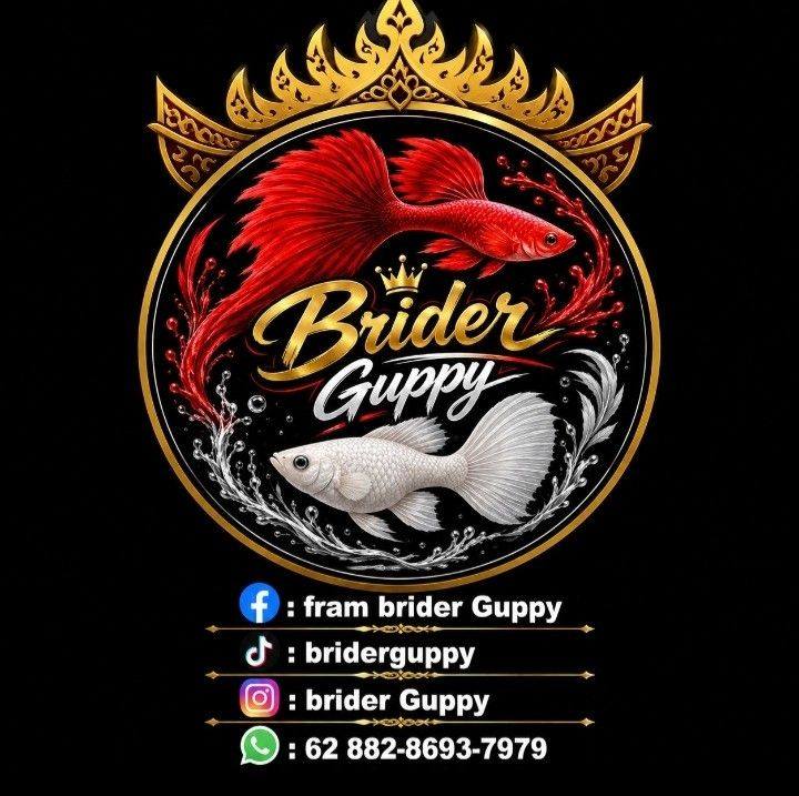 nyoree witch blonde sb gb ribbon and normal 🐟🙌🏻 #guppy #reels # ...
