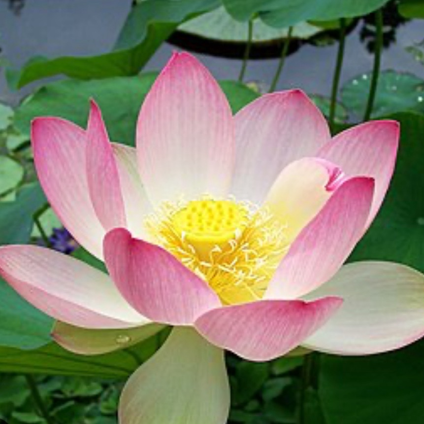 🔹 Falun Dafa, also called Falun Gong, is a mind & body practice for ...