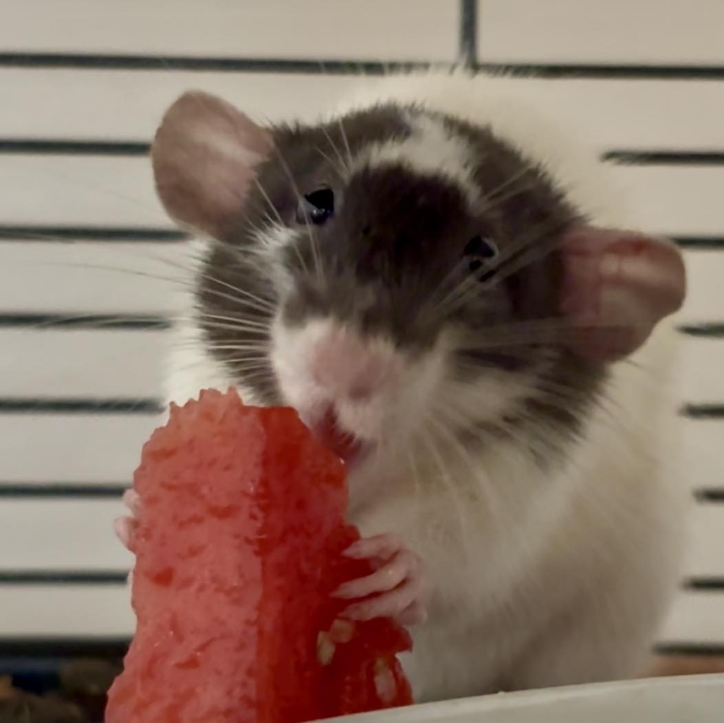 Rat Owners Group UK | Meet Dumbo and ash, 6 weeks old our first time ...