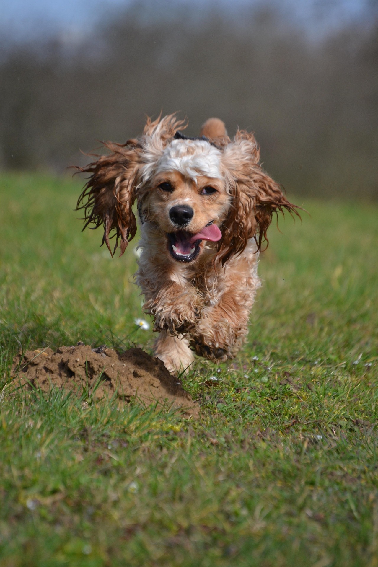 Cocker Spaniel Lovers & Owners!🐶💕 | Cocker Spaniel lovers ️ | Facebook