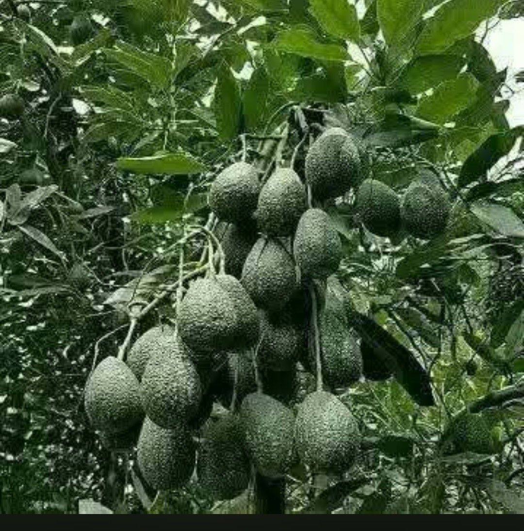 Gachagua inside plans to control and AUCTION Mt Kenya.. Uyu mundu kweli ...