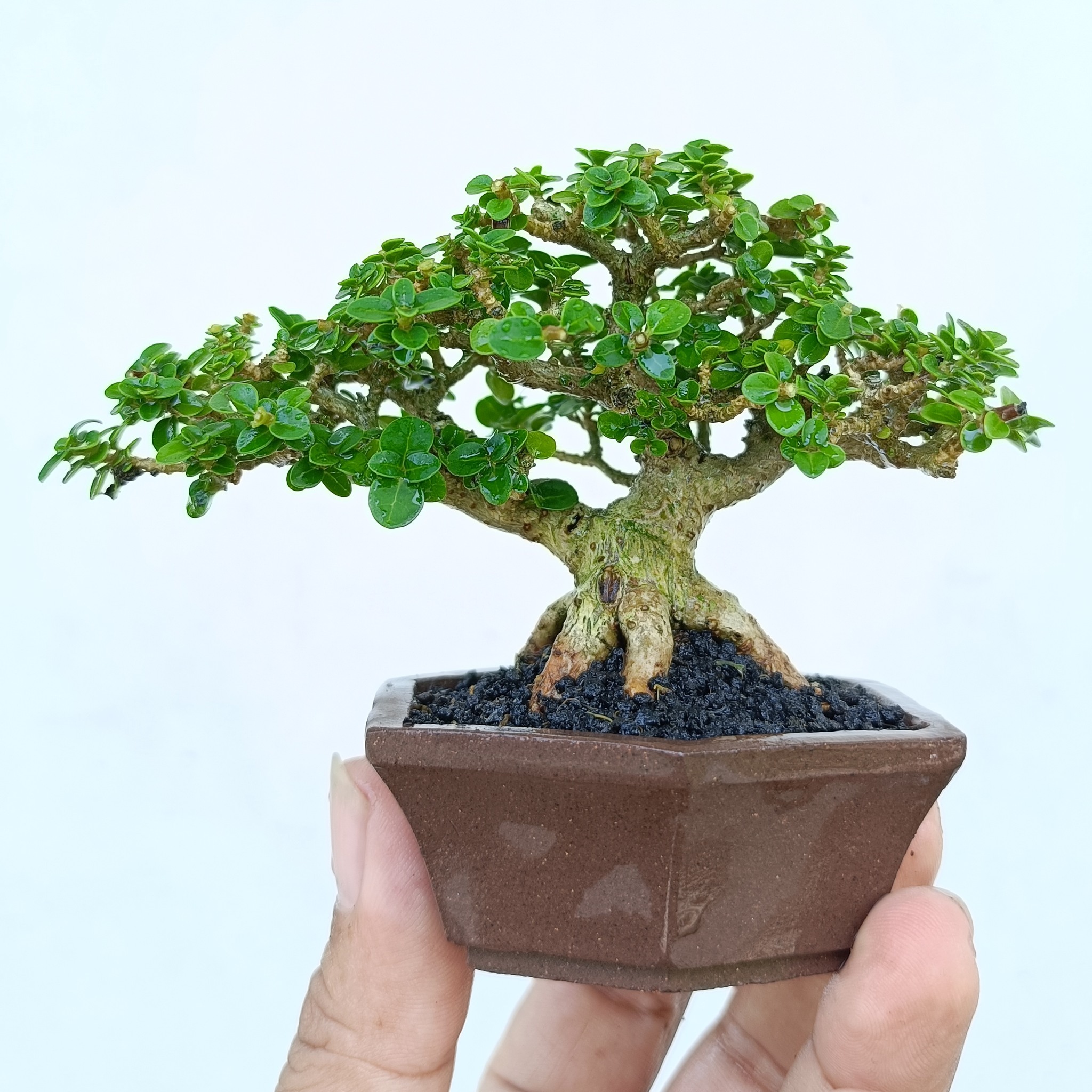 cut off the part of the root that is not as desired, .. #plants #us # ...