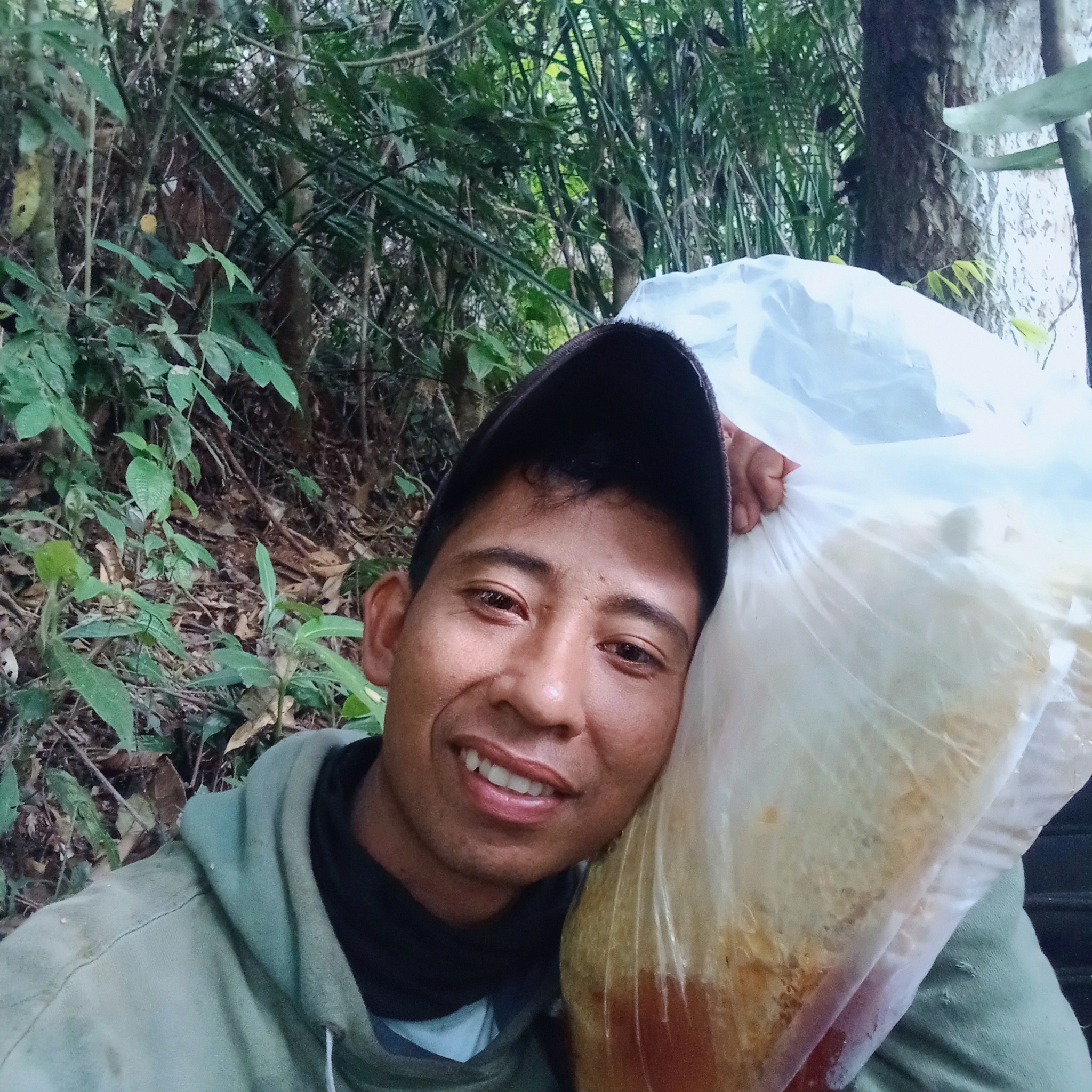 Honey harvest on tall trees #fyp #nature #usa | Madu Hutan Jawa Barat