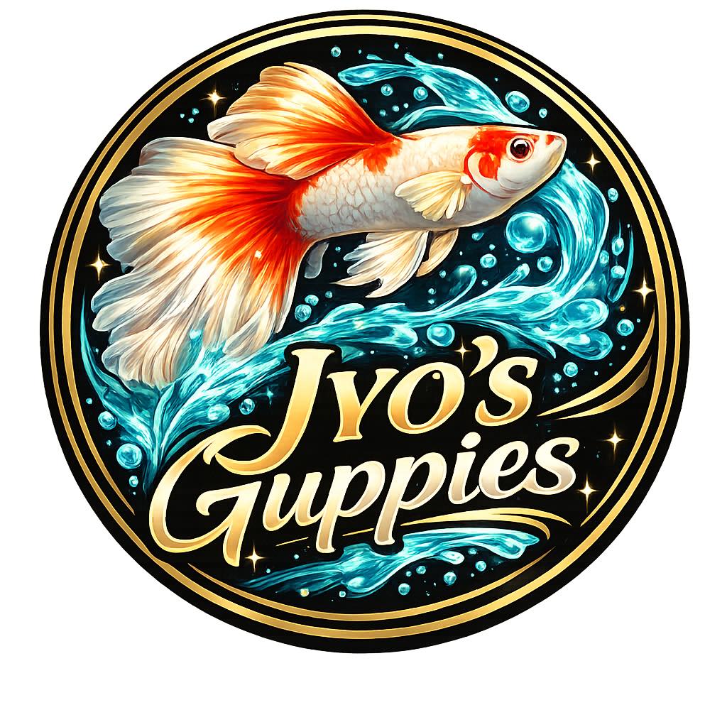 Jyo’s guppies - 🎉 JYO’S GUPPIES 5-STRAINS RAFFLE! 🐟🔥... | Facebook