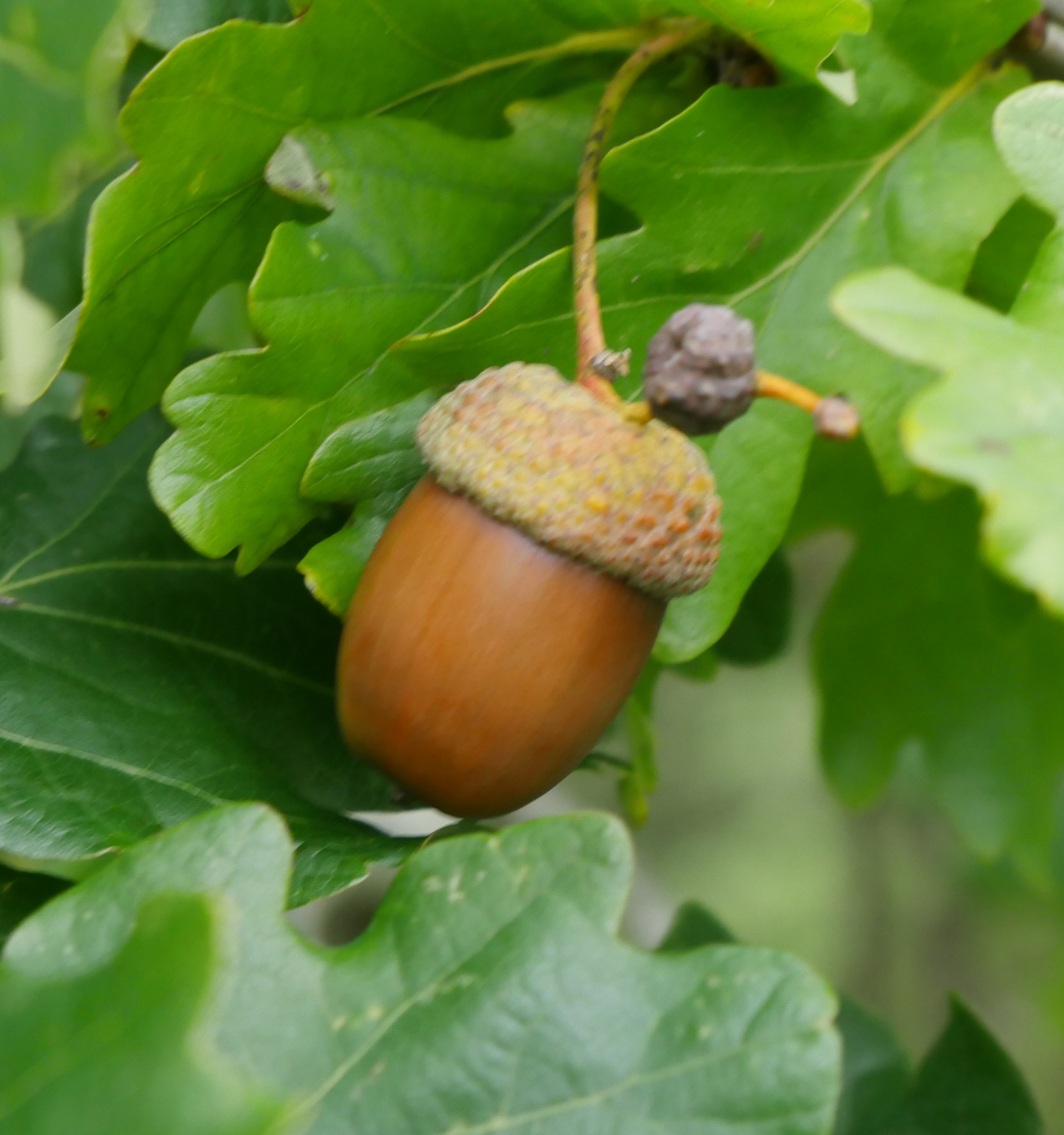 Hello, looking for a bit of knowledge and advice. I collected acorns ...