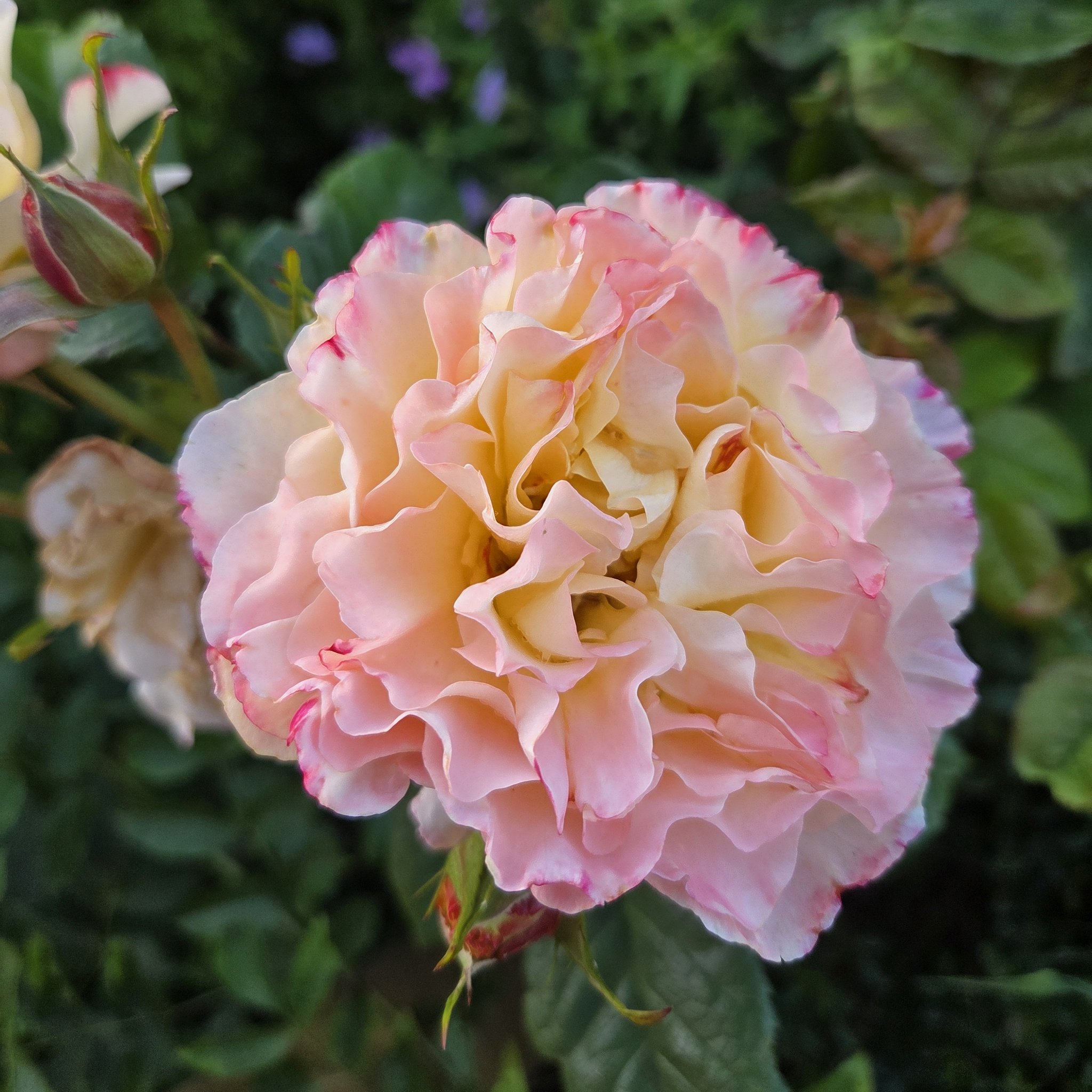 David Austin Roses | My Gertrude Jekyll was planted in March this year ...