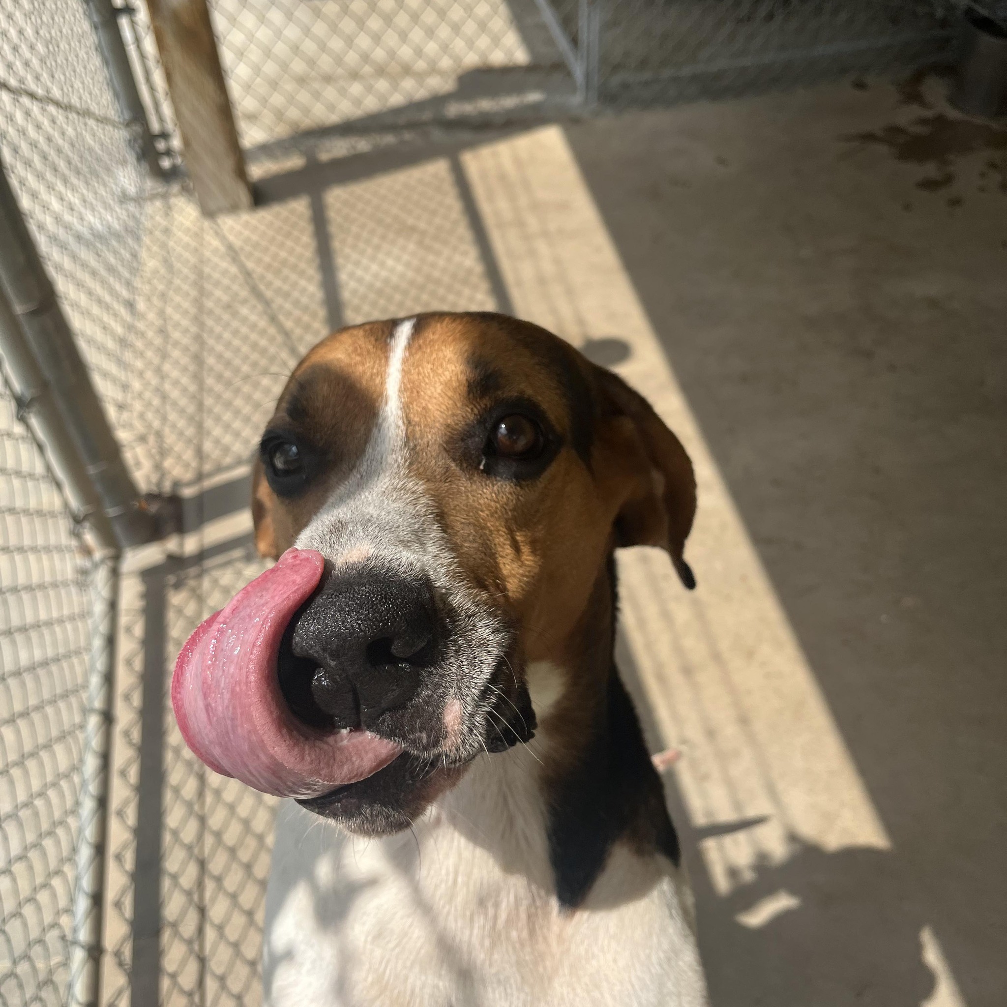 Meigs County Canine Rescue & Adoption Center | Pomeroy OH