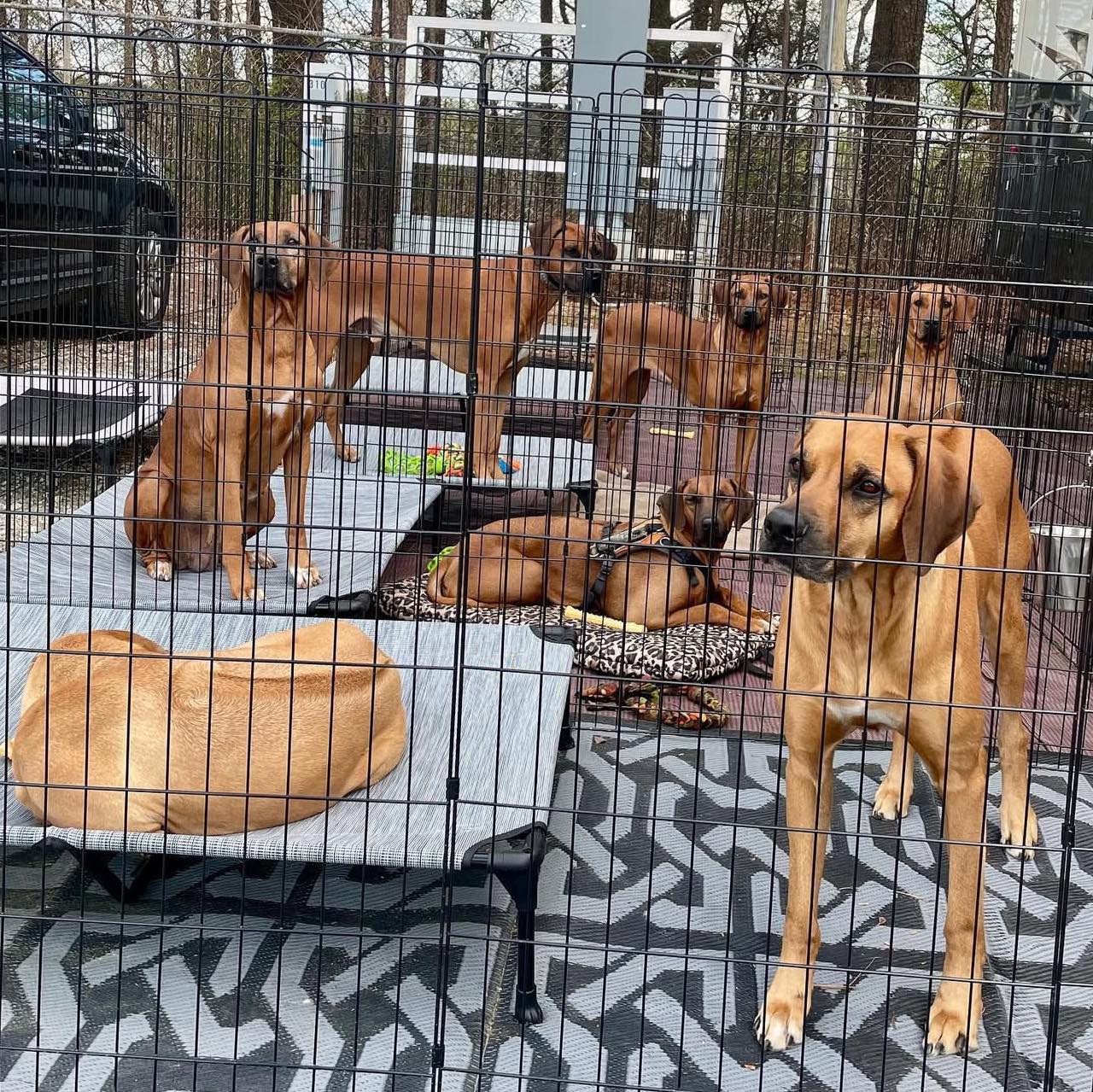 Rhodesian Ridgeback puppies for adoption and rehoming | I had a dream ...