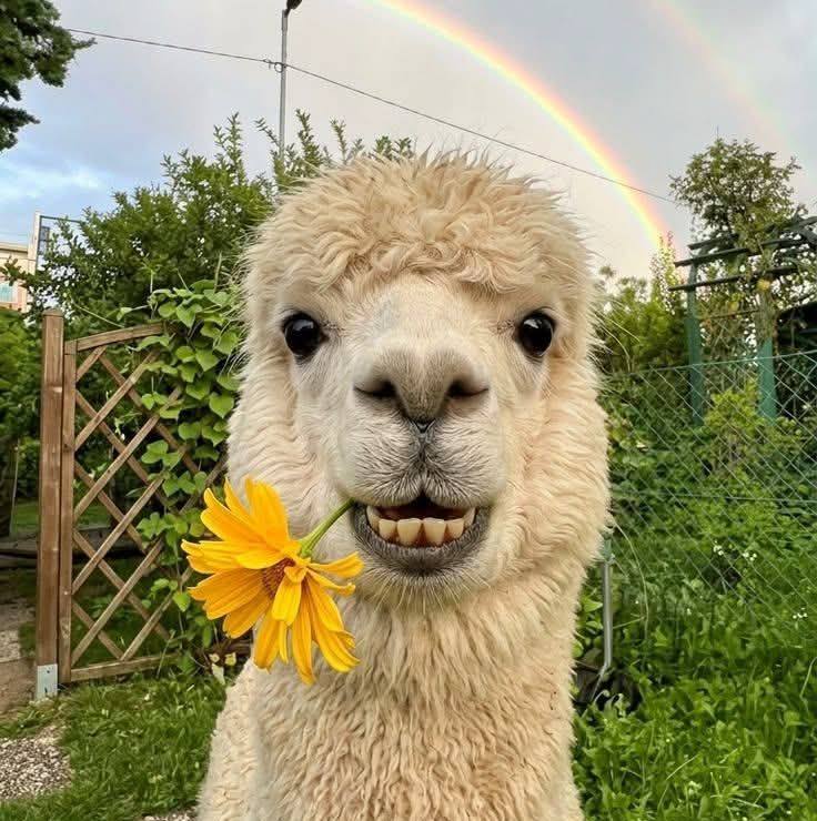 alpaca-lovers-group-i-need-a-name-for-my-new-baby-facebook