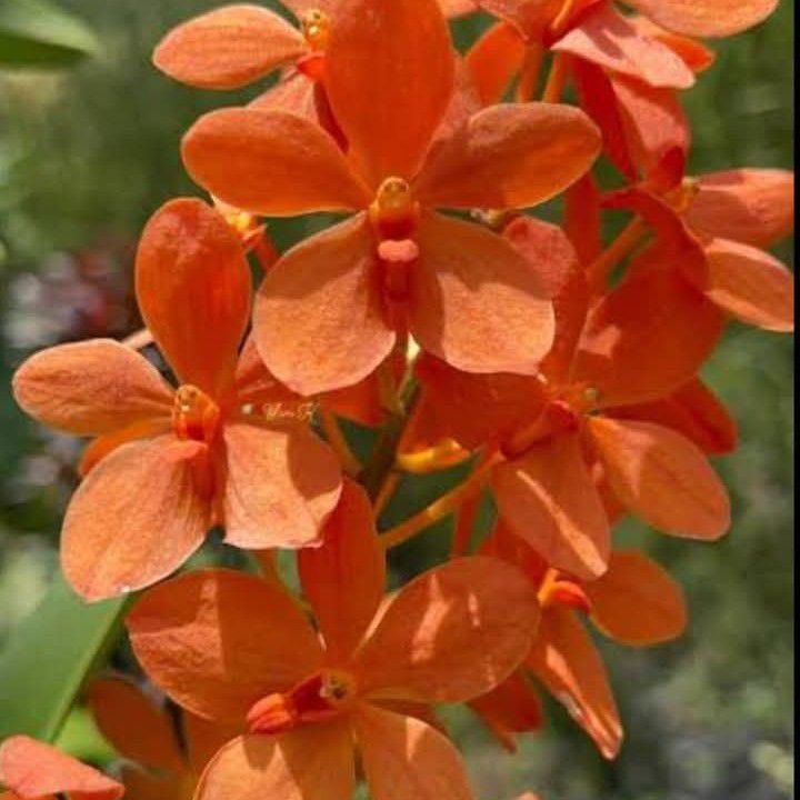 Kailangan din nila ng pampatibay sa mga bulaklak nila lalo ngayong sigi ...