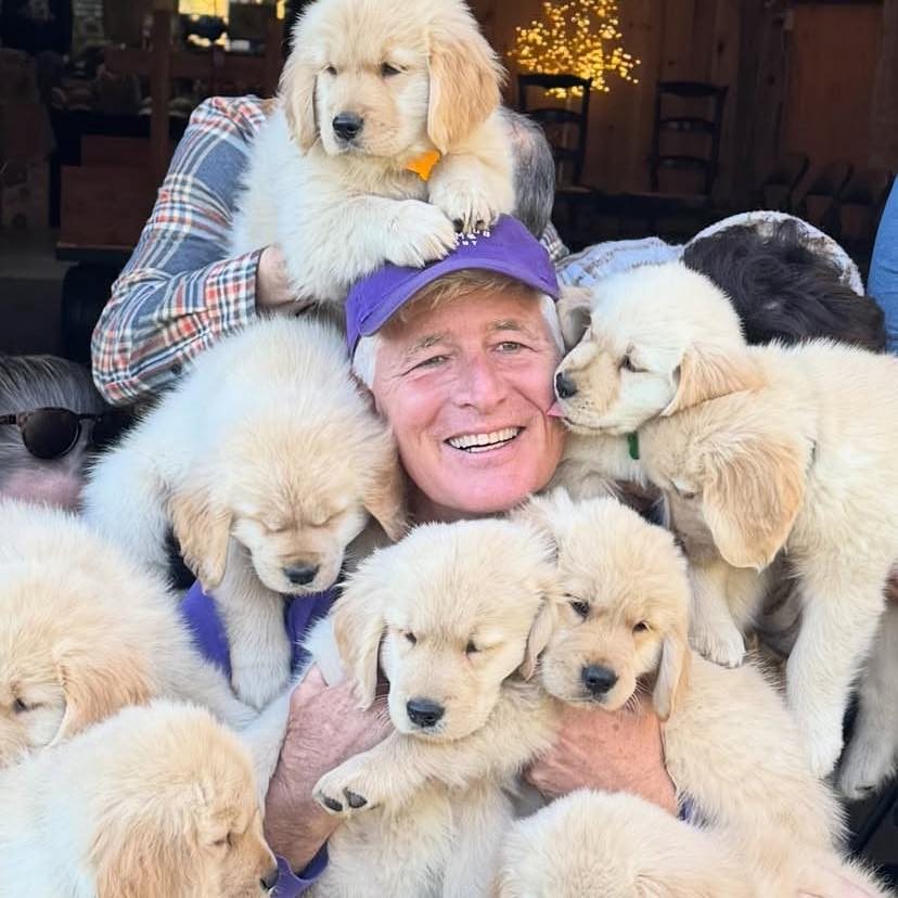 Magnificent Labrador & Golden Retriever Puppies For Adoption Australia