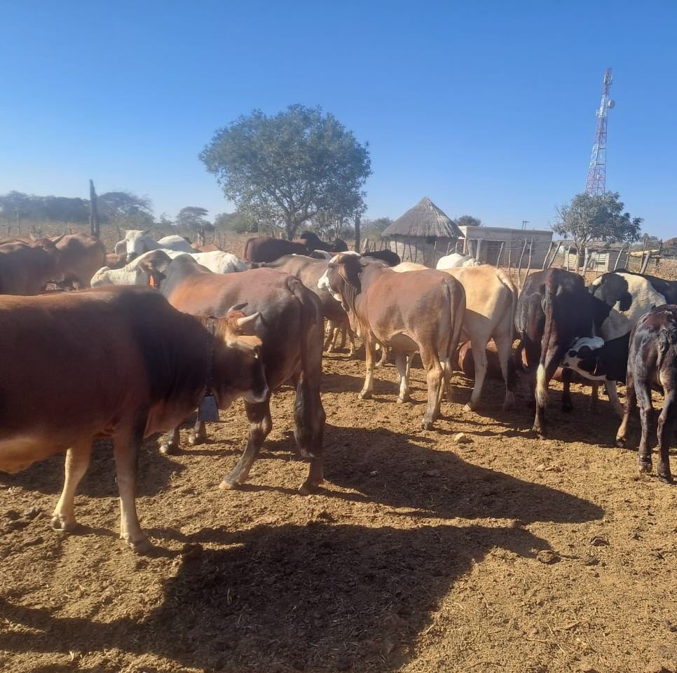Maternity ward check. I noticed today that many of the 2022 cows ...