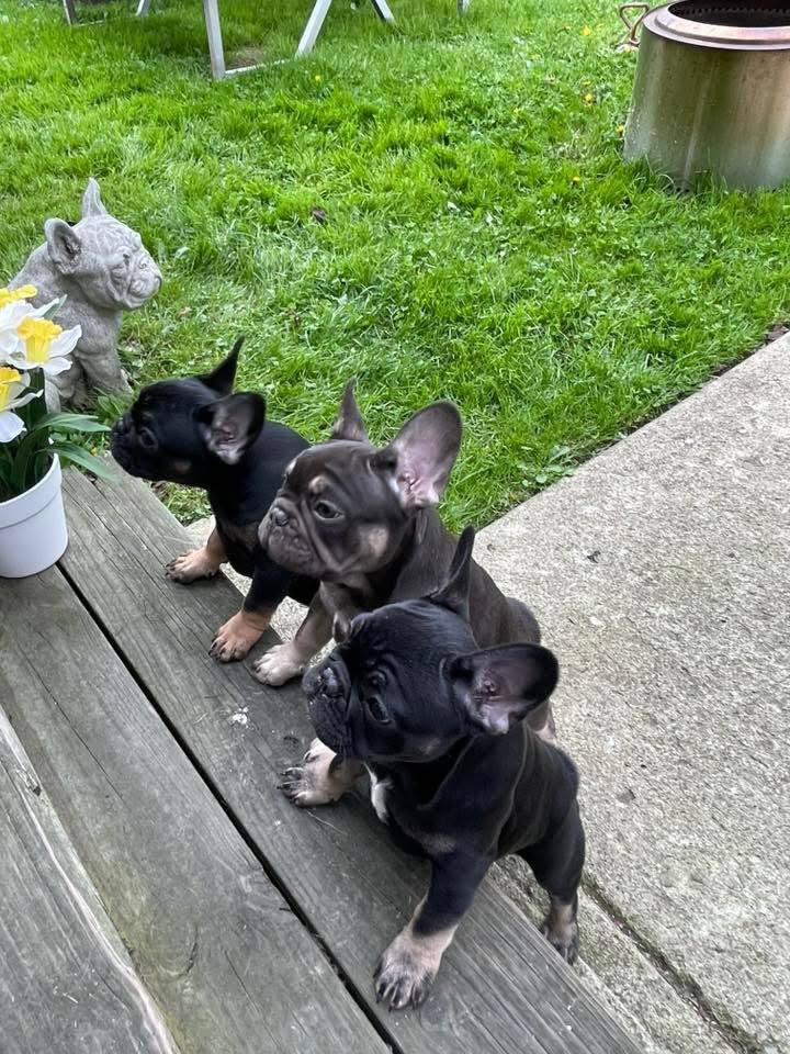 🥰🐾🐶A... - French Bulldog Puppies For AKC Rescue And Rehoming. | Facebook
