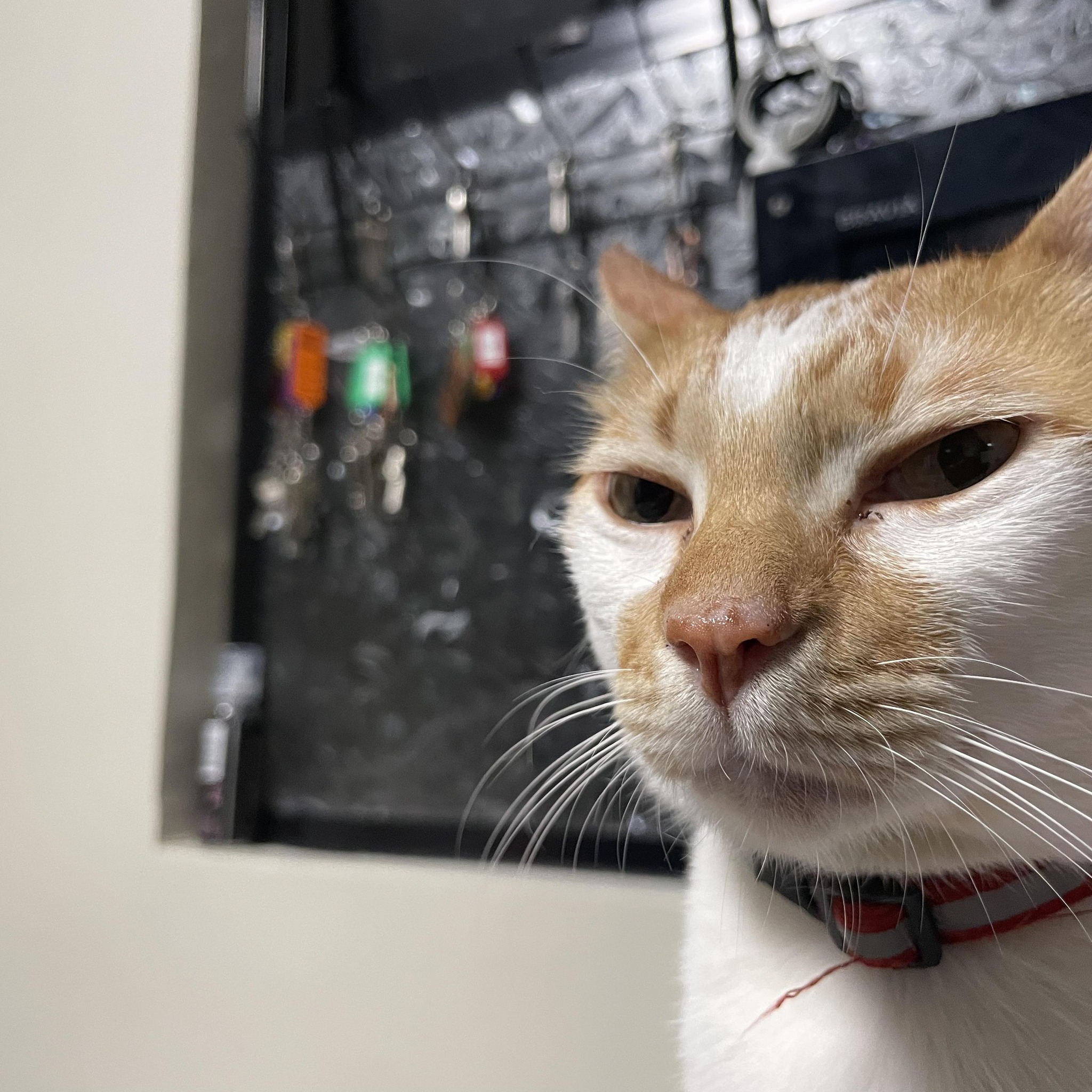 😂🐱 Today's schedule: Sleep. Wake up. Change position. Sleep again. 💤🤣 ...
