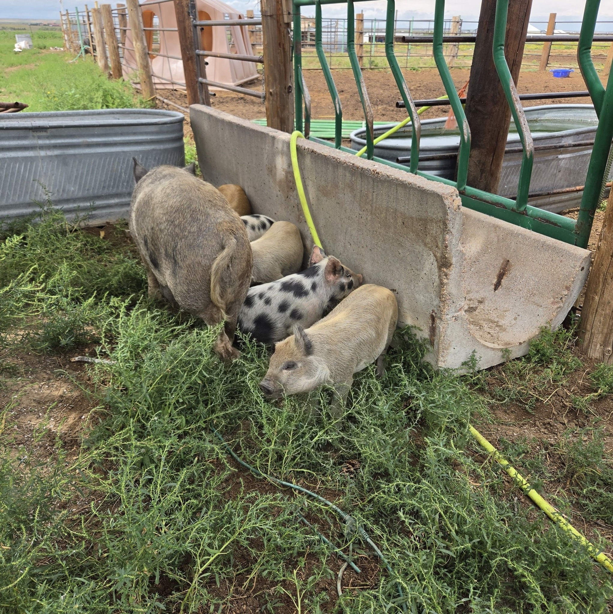 Old Line Heritage Hogs | Facebook