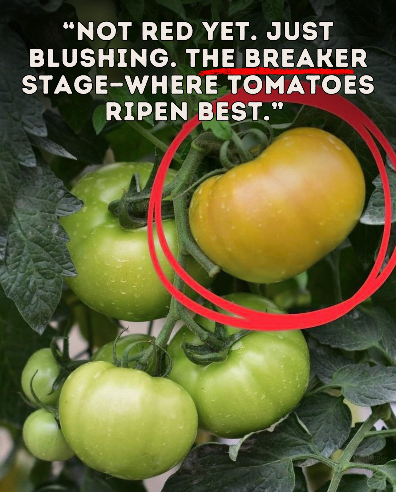 The secret is the “breaker... - Gardening Success Tips | Facebook