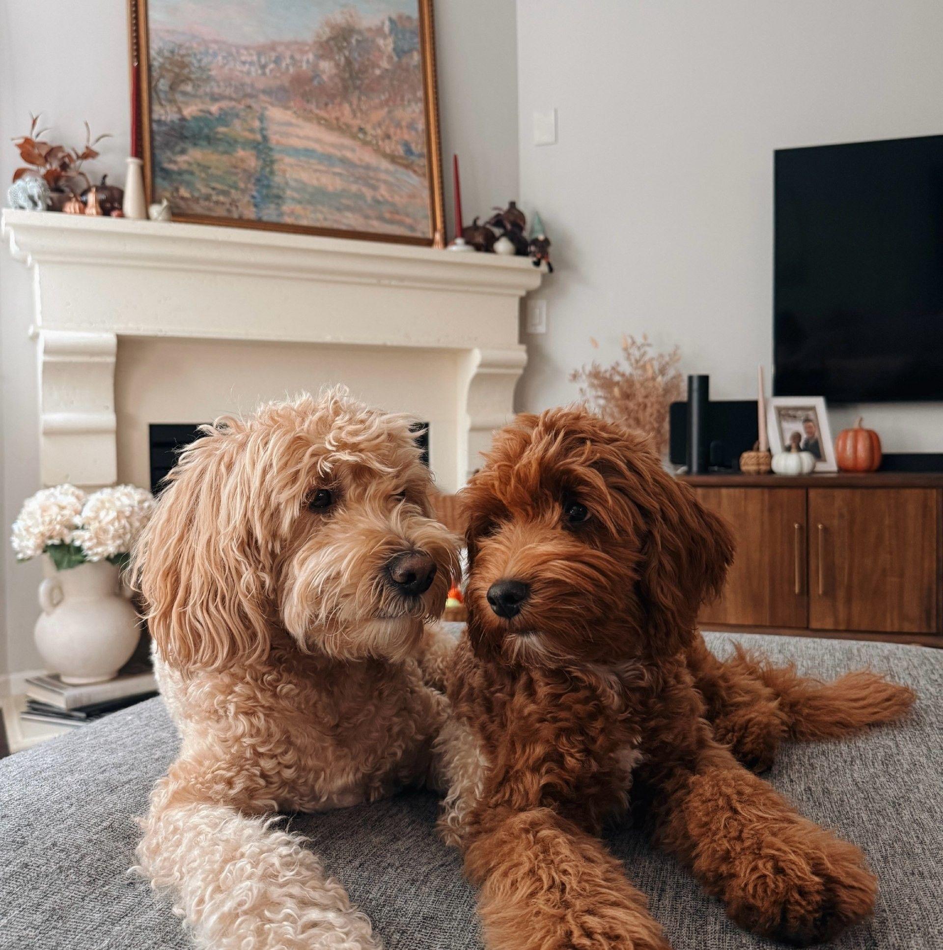 Cavapoos & Doodles Rescue & Rehoming | Facebook
