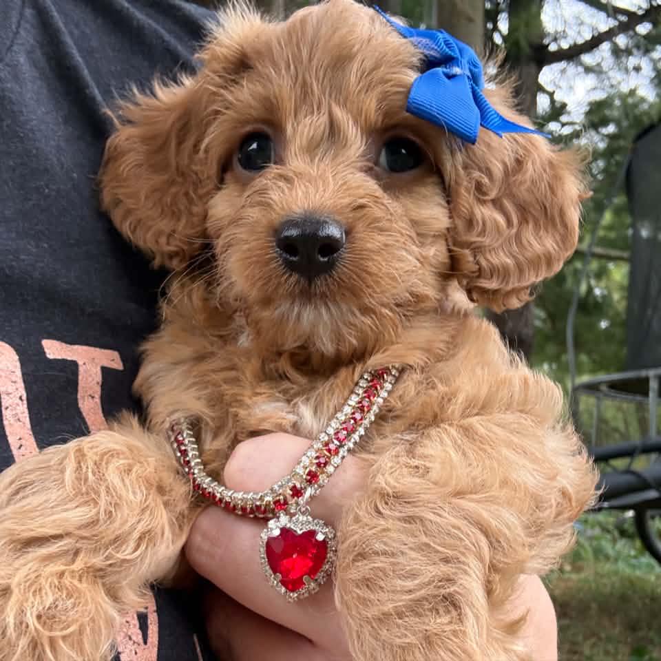 Kadee Thompson - Cavapoos are known as Velcro dogs! And... | Facebook
