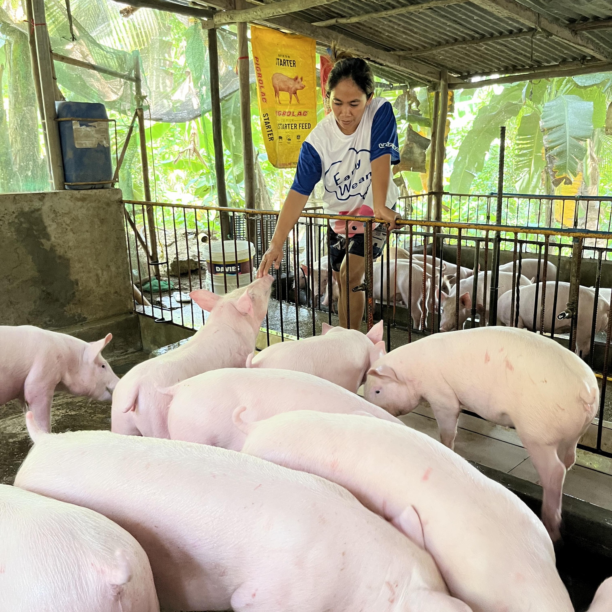 Pausok sa umaga,pantaboy ng mga b@d elements!🐷😁 #Hograiser # ...